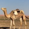 عبدالله محمد العصيمي's profile picture