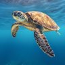 Nature | Animals | Discovery 的头像