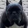Markus Heinz's profile picture