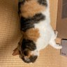🐾mikeneko-himari profil fotoğrafı