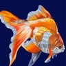 きまままゆげ profil fotoğrafı