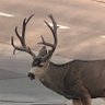 Coffey T. Judd's profile picture
