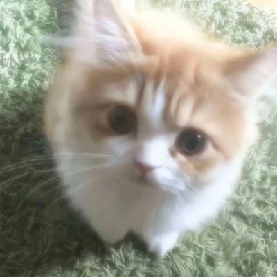 sto's profile picture