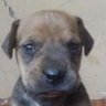 Bananilson Farofa profil fotoğrafı