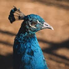 തൃശ്ശക്കാരൻ പയ്യൻ's profile picture