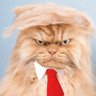 🇺🇲🇮🇱🇺🇦🎗️ראש מועצת רמת טראמפ's profile picture