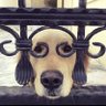 Dodecahedron's profile picture