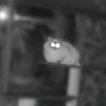 Kätzchen profil fotoğrafı