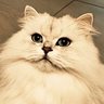 Katze-77 的头像