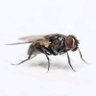 Mdra nhunzi 的头像