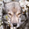 Profilbild von ZAİMOĞULLARI Filiz UYANIK ( Almıla ) 🇹🇷🐺