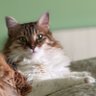 Hande ESEN profil fotoğrafı