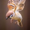 ももはな profil fotoğrafı