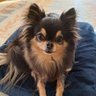 ハルオトン's profile picture