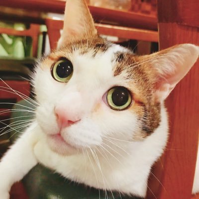 6LvfmfHZKXKsYsk's profile picture