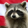 Mr. Racoon profil fotoğrafı