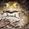 Фото профиля ポンタ吉の伝説の先輩ガマ吉