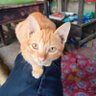 AJOMAN profil fotoğrafı