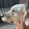 Dlo profil fotoğrafı