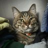 爆弾猫 的头像