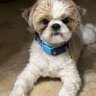 Profilbild von Little Cujo