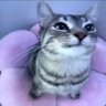 Profilbild von Flower Cat