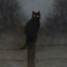 asetic's profile picture