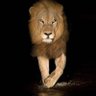 Profilbild von Burhanudin Simba🌎