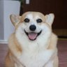 よよ's profile picture