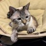 ✰ 미호 profil fotoğrafı