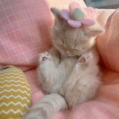 YUETUQINGJIE's profile picture