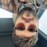 Liam Trippi's profile picture