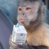 macaco só o caco profil fotoğrafı