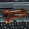 5 bugs eaten profil fotoğrafı