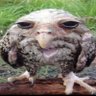 walkemdownandchopofftheyballsack's profile picture