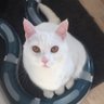 Elong Meowsk 😾 profil fotoğrafı
