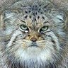 Profilbild von MANUL 🇺🇦