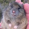 Ms Brown Mouse 的头像
