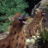 Likuor The yeen profil fotoğrafı