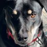 Nick Sznajder's profile picture