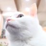 ライカP's profile picture