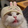 Yukacat86 的头像