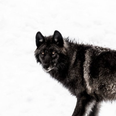 cubsjaw's profile picture