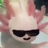 Profilbild von Sαlsα⇒
