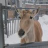 コタンカムイ profil fotoğrafı
