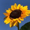 Himawari70 profil fotoğrafı