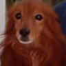 Ivana Castelli's profile picture
