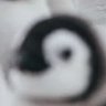 The Penguin Guy's profile picture