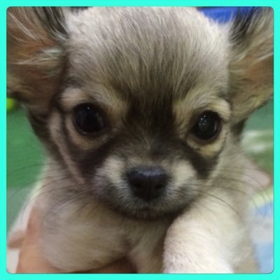 romeo1022maiki's profile picture