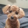京🍓's profile picture
